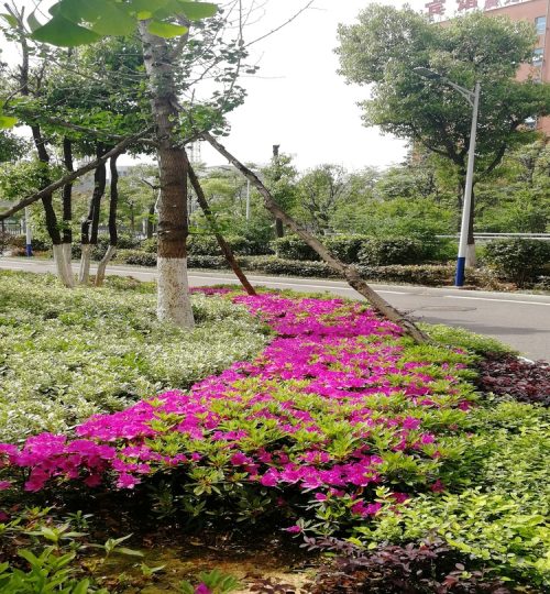 湘潭县国土局绿化工程 (2)