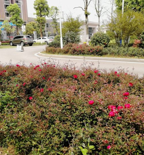 湘潭县国土局绿化工程 (3)