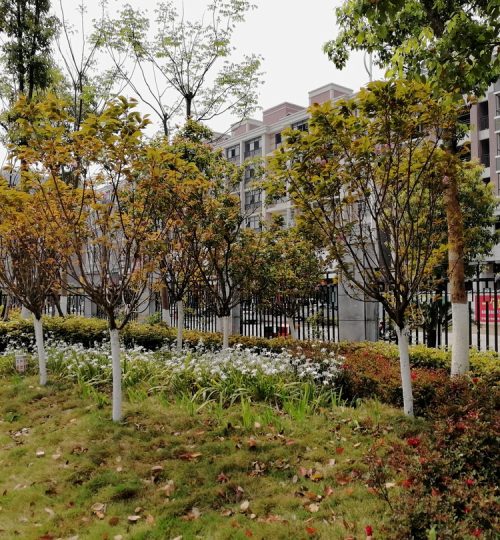 湘潭县国土局绿化工程 (4)